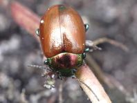 Geglätteter Blattkäfer, Chrysolina polita