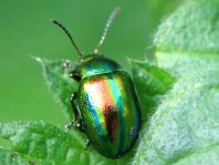 Ovaläugiger Blattkäfer, Chrysolina fastuosa