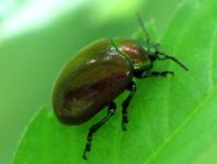 Geglätteter Blattkäfer, Chrysolina polita