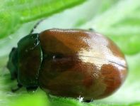 Geglätteter Blattkäfer, Chrysolina polita