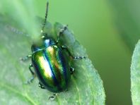 Ovaläugiger Blattkäfer, Chrysolina fastuosa