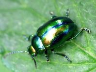 Ovaläugiger Blattkäfer, Chrysolina fastuosa