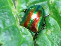 Ovaläugiger Blattkäfer, Chrysolina fastuosa