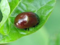 Geglätteter Blattkäfer, Chrysolina polita
