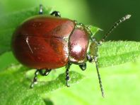 Geglätteter Blattkäfer, Chrysolina polita