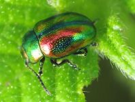 Ovaläugiger Blattkäfer, Chrysolina fastuosa