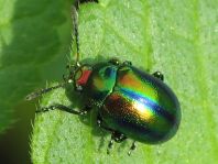 Ovaläugiger Blattkäfer, Chrysolina fastuosa