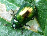 Chrysolina herbacea, Minzeblattkäfer