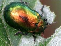 Chrysolina herbacea, Minzeblattkäfer