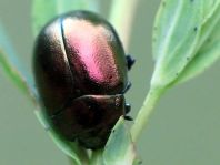 Chrysolina varians, Johanniskraut-Blattkäfer