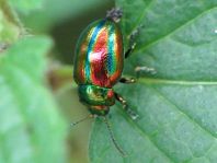 Ovaläugiger Blattkäfer, Chrysolina fastuosa