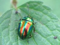 Ovaläugiger Blattkäfer, Chrysolina fastuosa