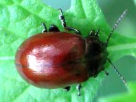 Geglätteter Blattkäfer, Chrysolina polita