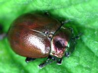 Geglätteter Blattkäfer, Chrysolina polita