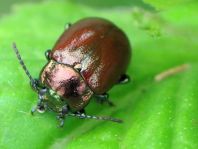 Geglätteter Blattkäfer, Chrysolina polita