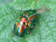 Ovaläugiger Blattkäfer, Chrysolina fastuosa