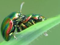 Ovaläugiger Blattkäfer, Chrysolina fastuosa