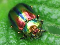 Ovaläugiger Blattkäfer, Chrysolina fastuosa