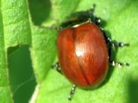 Geglätteter Blattkäfer, Chrysolina polita