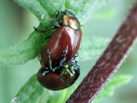 Geglätteter Blattkäfer, Chrysolina polita