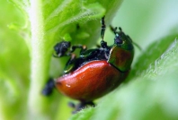Geglätteter Blattkäfer, Chrysolina polita