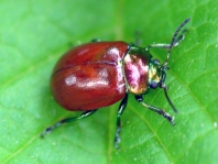 Geglätteter Blattkäfer, Chrysolina polita