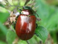 Geglätteter Blattkäfer, Chrysolina polita