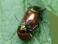 Geglätteter Blattkäfer, Chrysolina polita