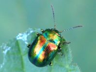 Ovaläugiger Blattkäfer, Chrysolina fastuosa