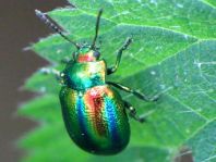Ovaläugiger Blattkäfer, Chrysolina fastuosa