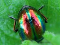 Ovaläugiger Blattkäfer, Chrysolina fastuosa