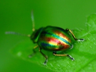 Ovaläugiger Blattkäfer, Chrysolina fastuosa