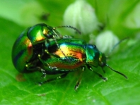 Ovaläugiger Blattkäfer, Chrysolina fastuosa
