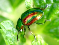 Ovaläugiger Blattkäfer, Chrysolina fastuosa