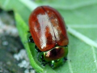 Geglätteter Blattkäfer, Chrysolina polita