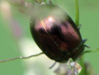 Chrysolina varians, Johanniskraut-Blattkäfer
