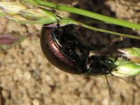 Chrysolina varians, Johanniskraut-Blattkäfer