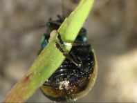 Chrysolina varians, Johanniskraut-Blattkäfer
