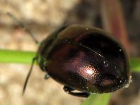 Chrysolina varians, Johanniskraut-Blattkäfer