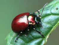 Geglätteter Blattkäfer, Chrysolina polita