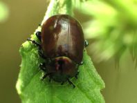 Geglätteter Blattkäfer, Chrysolina polita
