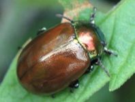 Geglätteter Blattkäfer, Chrysolina polita