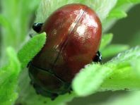 Geglätteter Blattkäfer, Chrysolina polita