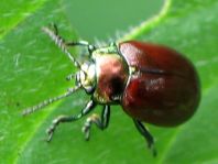 Geglätteter Blattkäfer, Chrysolina polita