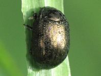 Chrysolina oricalcia