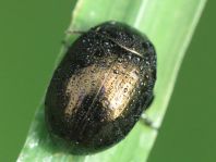 Chrysolina oricalcia