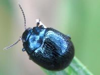 Chrysolina haemoptera