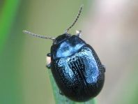 Chrysolina haemoptera