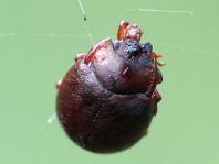 Chrysolina staphylaea