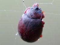 Chrysolina staphylaea